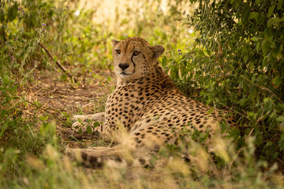 Male cheetah lying in shade of bush