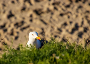 Bird perching on a field