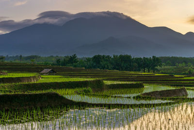 The view of the reflection of the morning sun shining over the green indonesian rice fields