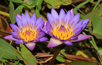 Close-up of purple flowering plant