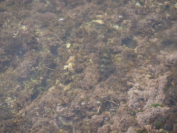 High angle view of shallow water in sea