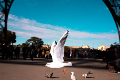 Seagulls flying in a city