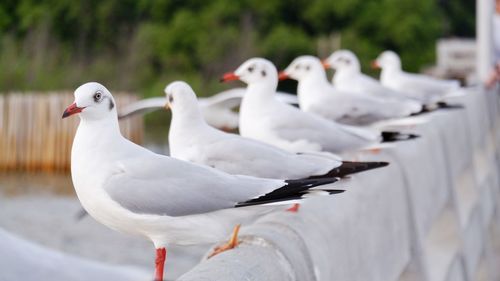 Seagulls perching on railing