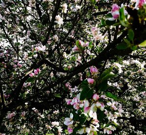 Low angle view of apple blossoms in spring