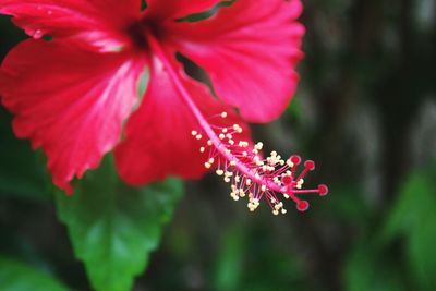 Close-up of pink hibiscus flower