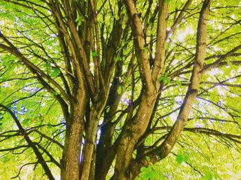 Low angle view of trees in forest