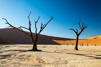 Bare tree in a desert