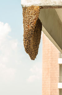 Low angle view of honeycomb on ceiling