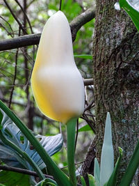 Close-up of fresh vegetables hanging on tree trunk