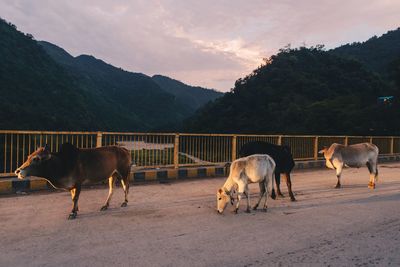 Cows on road with mountains in background at sunset