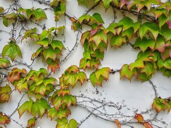 High angle view of ivy growing on white wall