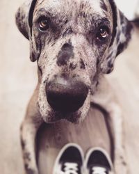 Close-up portrait of dog