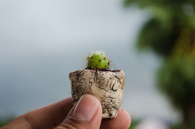 Close-up of hand holding potted cactus