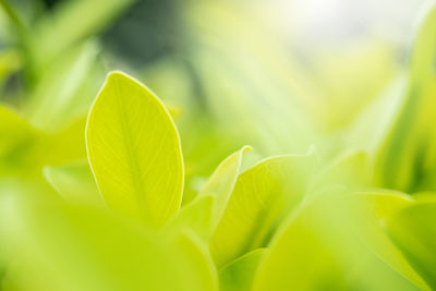 Close-up of fresh green leaves
