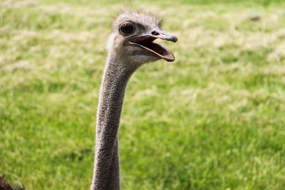 Close-up of an ostrich on grassland