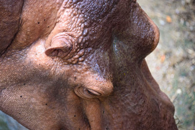 Close-up of elephant