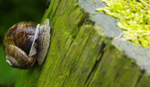 Close-up of snail on leaf