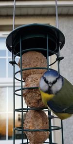 Close-up of bird perching on feeder