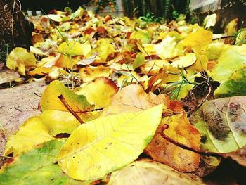 Leaves in a park