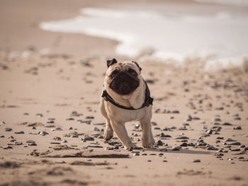 Dog looking away on sand