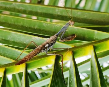 Close-up of insect on green leaves