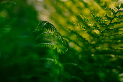 Close-up of plant in sea