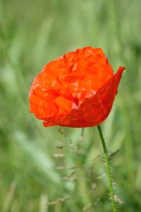Close-up of red poppy blooming outdoors