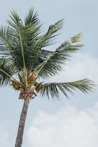 Low angle view of coconut palm tree against sky