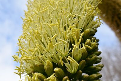 Close-up of yellow flowering plant