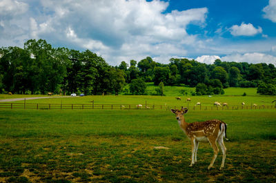 Scenic view of grassy field against cloudy sky