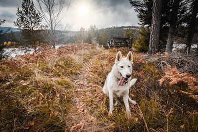 Dog running on field