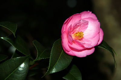 Close-up of pink rose