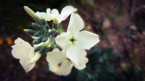Close-up of white flowers blooming outdoors