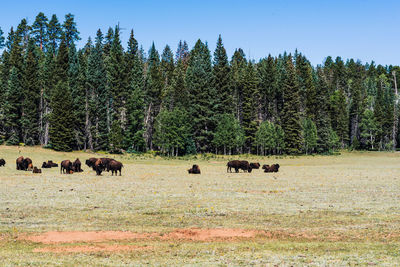 Flock of sheep in a field