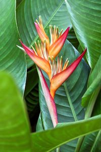 Close-up of red flowers