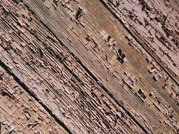 Full frame shot of bird on wood