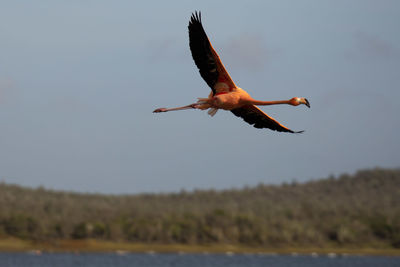 Low angle view of a bird flying