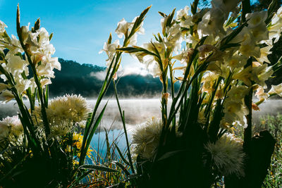 Close-up of yellow flowering plants on land against sky