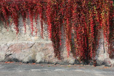 View of red flowering plants on wall