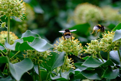 Blooming common ivy and two bumblebees