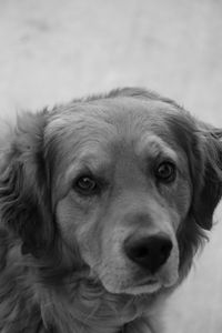 Close-up portrait of dog