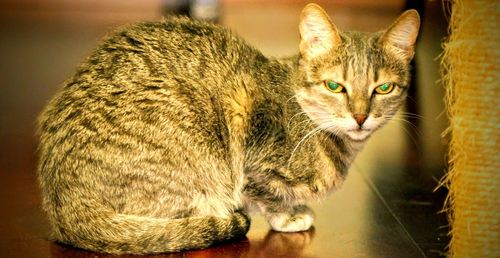 Close-up portrait of tabby cat on floor