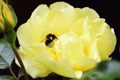 Close-up of yellow flower