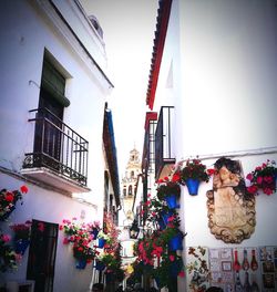 Low angle view of flowers against built structure