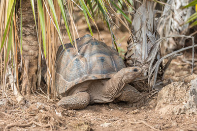 View of a turtle in the field