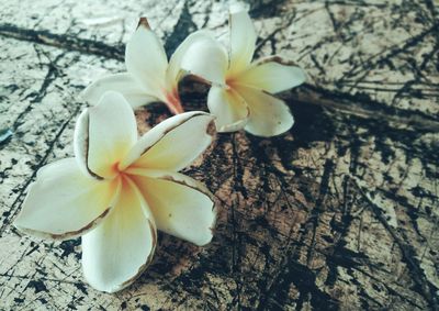 Close-up of white flower