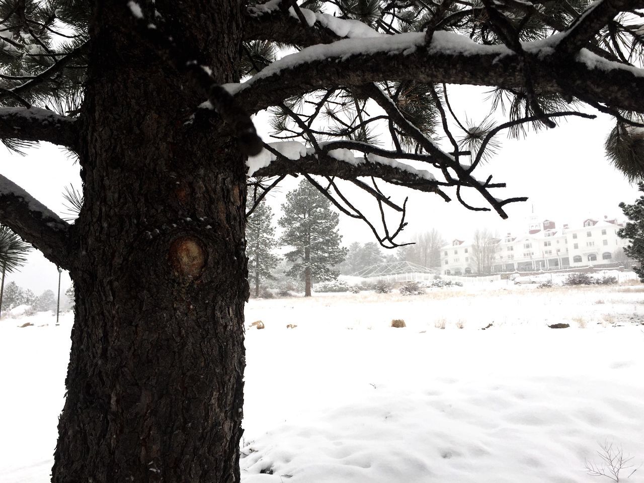 snow, winter, cold temperature, tree, season, bare tree, weather, tree trunk, branch, tranquility, nature, tranquil scene, covering, frozen, landscape, beauty in nature, field, scenics, clear sky, white color