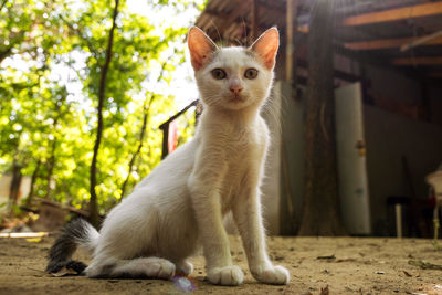 Close-up of cat sitting outdoors