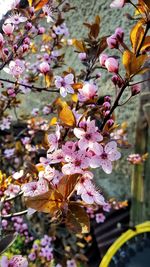 Close-up of pink cherry blossoms in spring