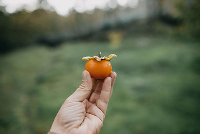 Close up hand holding persimmon